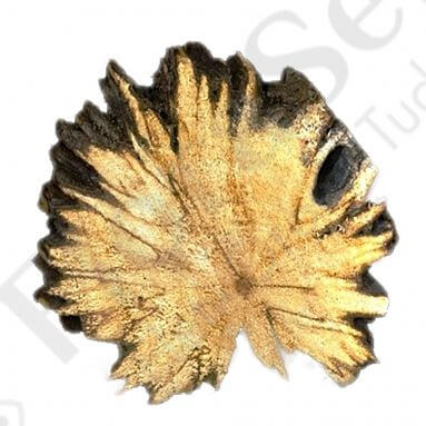 Palo Santo Magic Disc Palo Santo Magic Disc